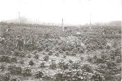 Schoff Farm Bean Field
