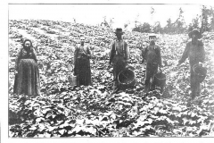 Farming Near Cadillac