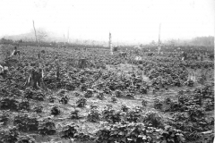 Field of Beans