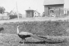 Peacock