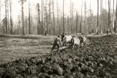 Farming in the Forest