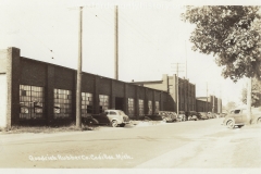 Goodrich Rubber Plant