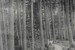 Carriage Ride Through The Forest