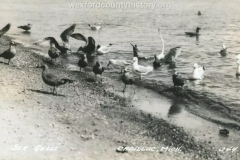 Seagulls Enjoying The Beach