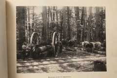 Cadillac-Lumber-Cummer-Workers-Hauling-Logs-To-Skidways-circa-1891
