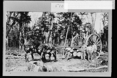 Cadillac-Lumber-Modern-Methods-In-Woods-At-Cadillac-Michigan-from-LOC