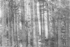 Wexford-County-Lumber-Timber-Harvest-Circa-1890s-1