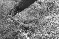 Wexford-County-Lumber-Timber-Harvest-Circa-1890s-6