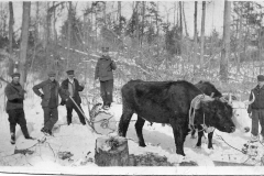 Bulls Pulling Logs