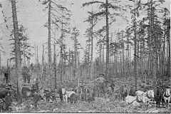 Horses and Men at the Timber Cutting Area
