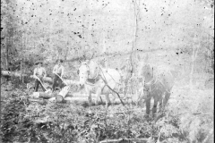 Horses Used in Timber Harvesting
