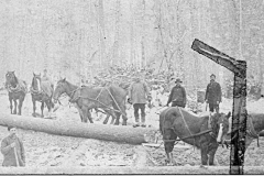 Horses and Men at Cutting Site