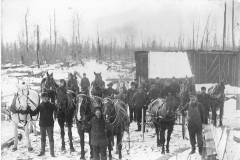 Horses Await their Assignments