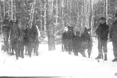 Horses Work in Deep Snow