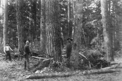 Timber Harvest