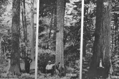 Trees of Wexford County