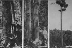 Trees of Wexford County