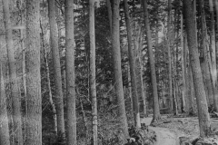 Ride Through Virgin Pine