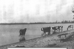 Cows at the Beach