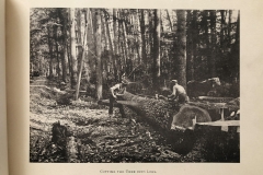 Cadillac-Lumber-Cummer-Workers-Cutting-A-Tree-Into-Logs-circa-1891