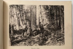 Cadillac-Lumber-Cummer-Workers-Felling-A-Tree-circa-1891
