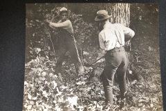 Cadillac-Lumber-Felling-A-Maple-Tree-Mitchell-Brothers-Company-c