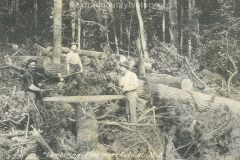Cadillac-Lumber-Lumbering-Pine-Near-Cadillac-Michigan