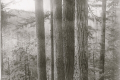 Wexford-County-Lumber-Timber-Harvest-Circa-1890s-2