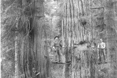 Wexford-County-Lumber-Timber-Harvest-Circa-1890s-3