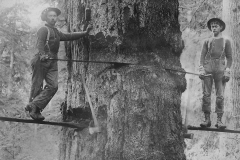 Wexford-County-Lumber-Timber-Harvest-Circa-1890s-4