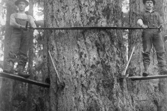 Wexford-County-Lumber-Timber-Harvest-Circa-1890s-7