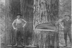 Wexford-County-Lumber-Timber-Harvest-Circa-1890s-8