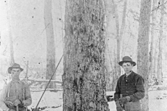 Harvesting a Tree