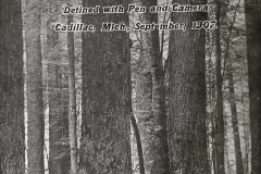 Wexford County Forest Scene