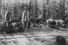 Timber Harvest