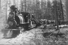 Timber Harvest