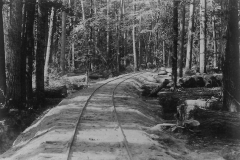 Timber Harvest