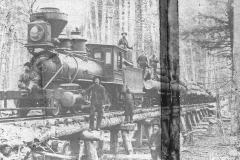 Timber Harvest