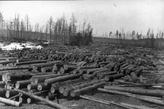 Timber Harvest