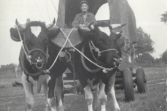 Cow Team Pulling Covered Wagon