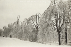 1922 Ice Storm - Trees Weighed Down By Ice