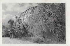 1922 Ice Storm - Trees Weighed Down By Ice