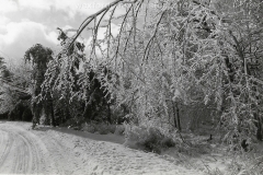 1922 Ice Storm - Trees Weighed Down By Ice