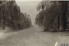 1922 Ice Storm - Trees Weighed Down By Ice