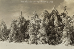1922 Ice Storm - Tree