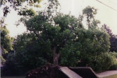 Cadillac-Weather-Fallen-Tree-From-Storm